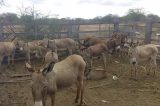 Cai número de animais atropelados na BR-235/BA