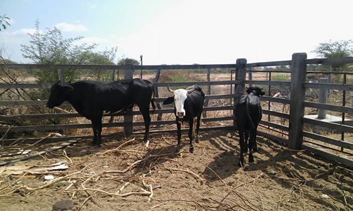curral com vaca