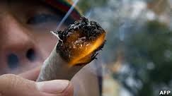 maconha baga