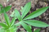 Três jovens são presos com maconha na Ilha do Fogo