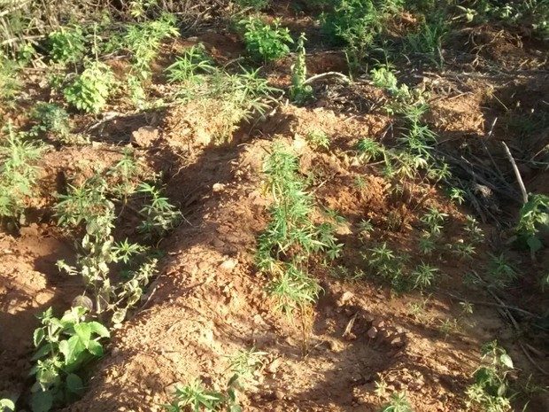 maconha platrio