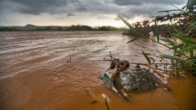 meio ambiente em mariana passaro morto