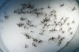 Transmissão da zika por via sanguínea e relação sexual é confirmada
