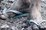 Trabalho urbano esporádico não derruba direito à aposentadoria rural