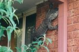 Lagarto gigante aparece em parede de casa e assusta moradores