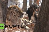 Bode é oferecido como alimento a tigre, mas animais se tornam amigos; veja vídeo