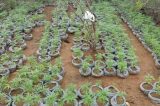 No sertão, 33 mil pés de maconha são erradicados pela PM