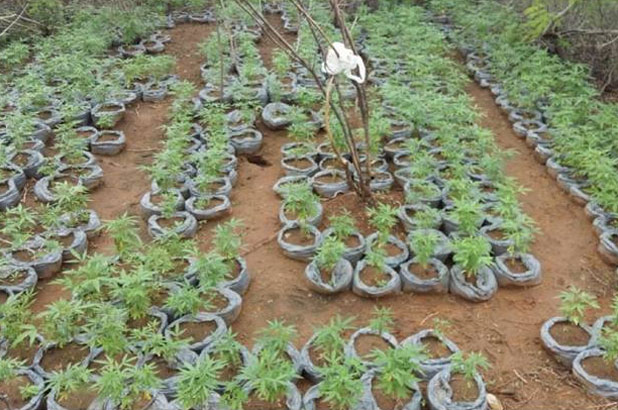 maconha em viveiro