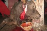 Suspeito de matar colega em ritual de magia negra é preso