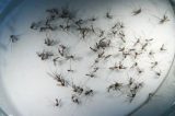 Zika vírus: OMS decreta “estado de emergência sanitária mundial”
