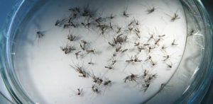 zika