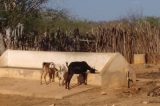 Família pede desativação de Poço Artesiano no Salitre