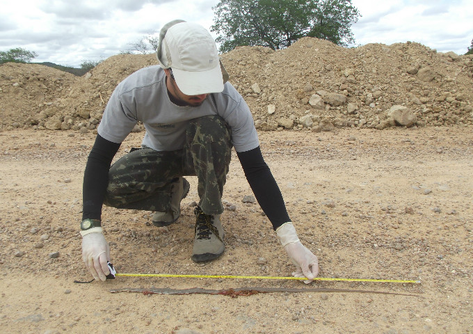 Realizando biometria da Philodryas nattereri (cobra-corre-campo)