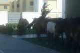 Animais soltos nas ruas de Juazeiro destruindo jardins