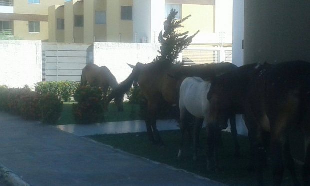 animais1