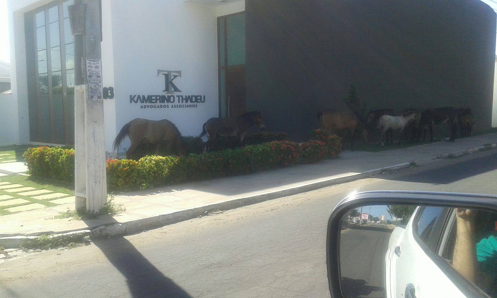 animais2