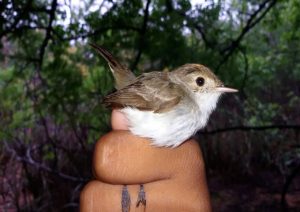 aves (1)