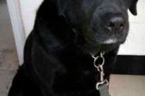 Ladrões devolvem cadela de cego com bilhete: “Por favor, nos perdoe”