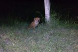 Menina de dois anos morre após ataque de cachorros na Bahia