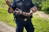 Guarda Municipal captura cobra com suspeita de tráfico de animais silvestres