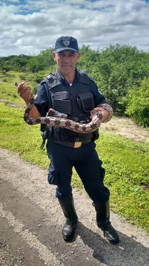 cobra