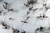 Por que os mosquitos picam mais os mais pobres