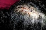 Homem é preso por agredir ex-companheira com chave de roda na cabeça