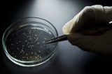 Pesquisadores descobrem composto do chá verde que inibe zika vírus