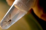 Vírus mais agressivo da dengue se torna mais frequente e preocupa especialistas
