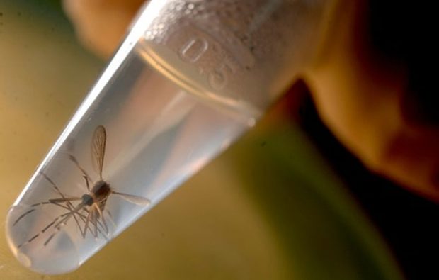 dengue mosquito