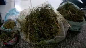 maconha