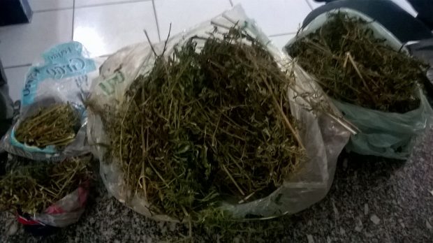 maconha