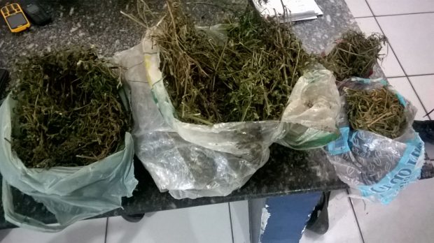 mais maconha