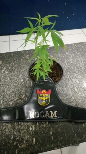 pe de maconha