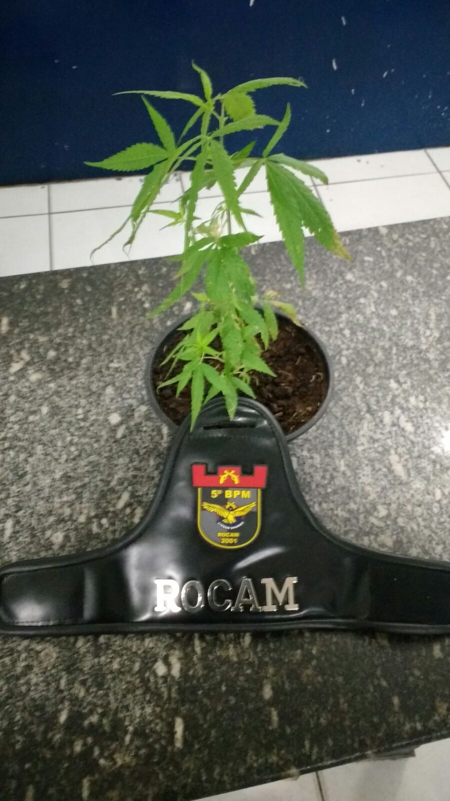 pe de maconha