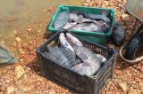 O peixe roubado