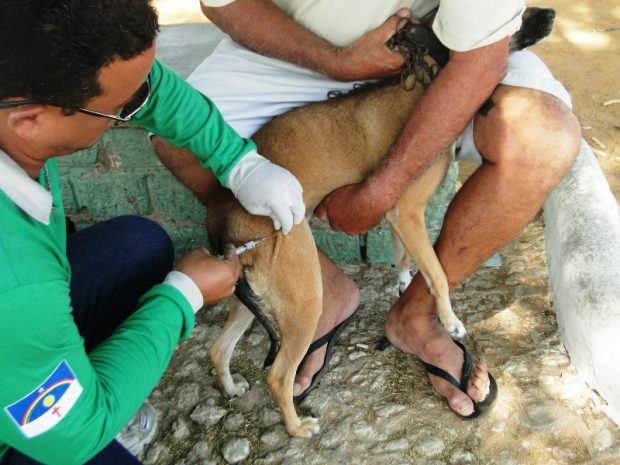 cachorro vacinado