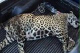 Onça atropelada entre Remanso e Casa Nova