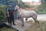 Cavalo pintado de zebra