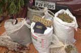 50 mil pés de maconha são erradicados em Macururé