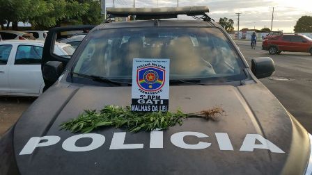 blogqsp-policia-erradica-roçademaconha