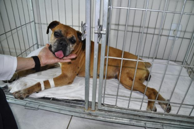 cachorro mordido