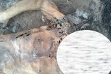 Corpo é encontrado em estado de decomposição em Juazeiro