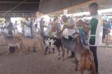 Torneio leiteiro, competição “Nordestina da raça Anglo Nubiana” e exposição de animais movimentam o quarto dia da Expovale