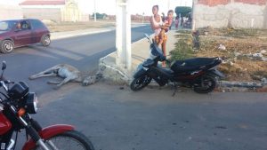 jumento morto