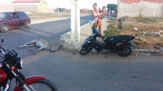 jumento morto