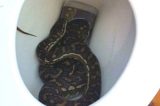 Aranhas, ratos e cobras: os animais que podem sair pelo vaso sanitário