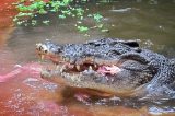 Crocodilo é avistado comendo um homem
