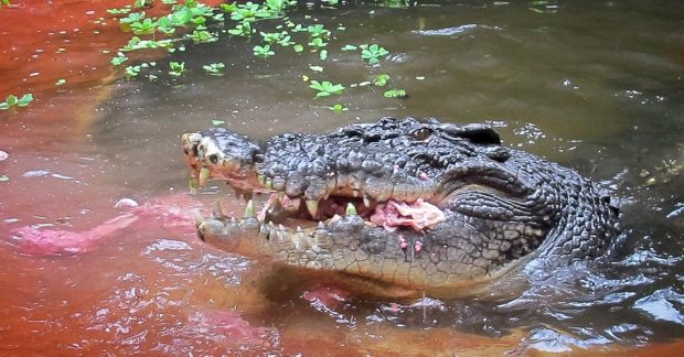crocodilo