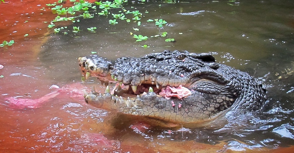crocodilo